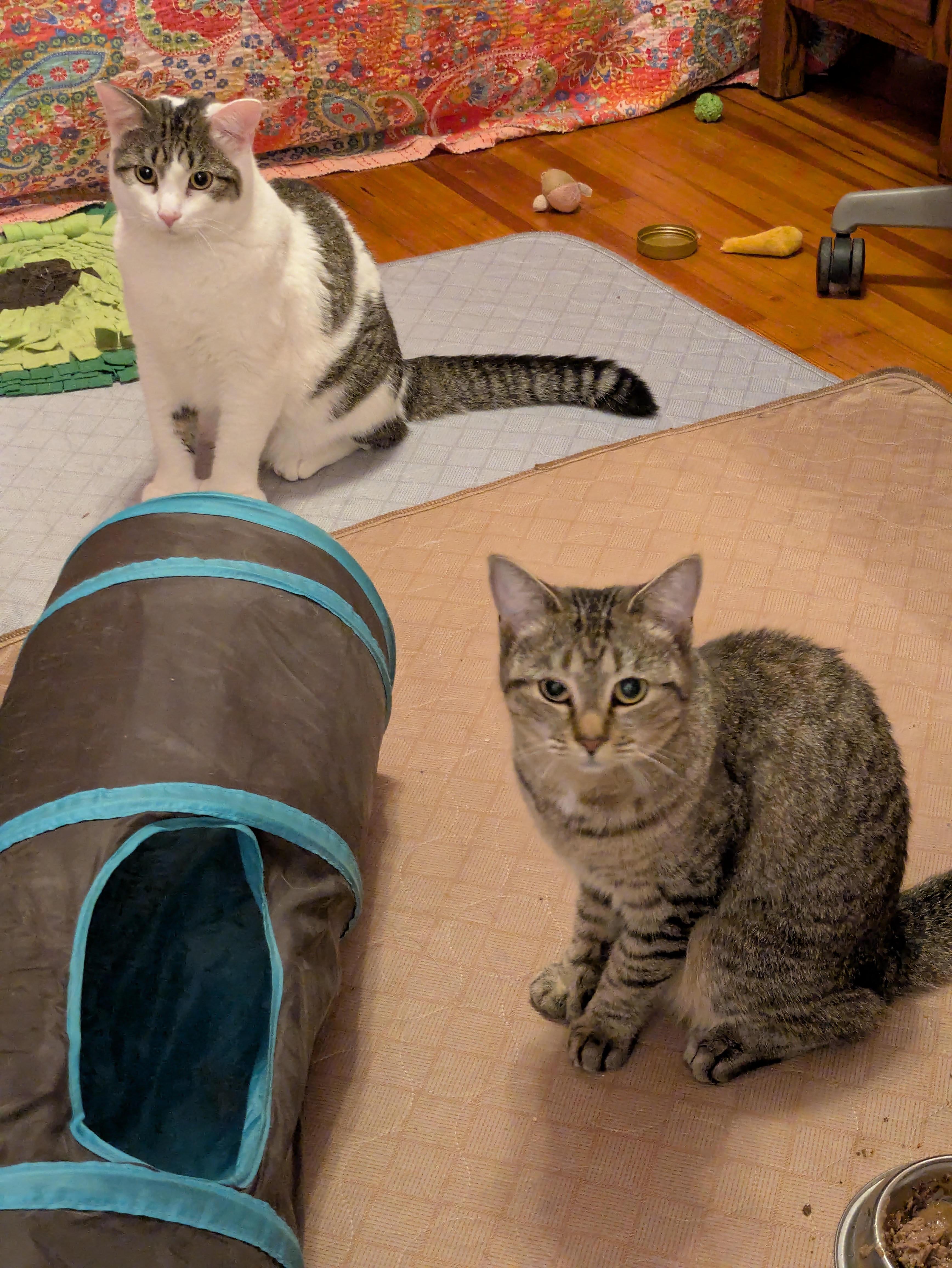 Enlarge Princess, a ADOPTABLE Domestic Short Hair in Melrose, MA image 2/6