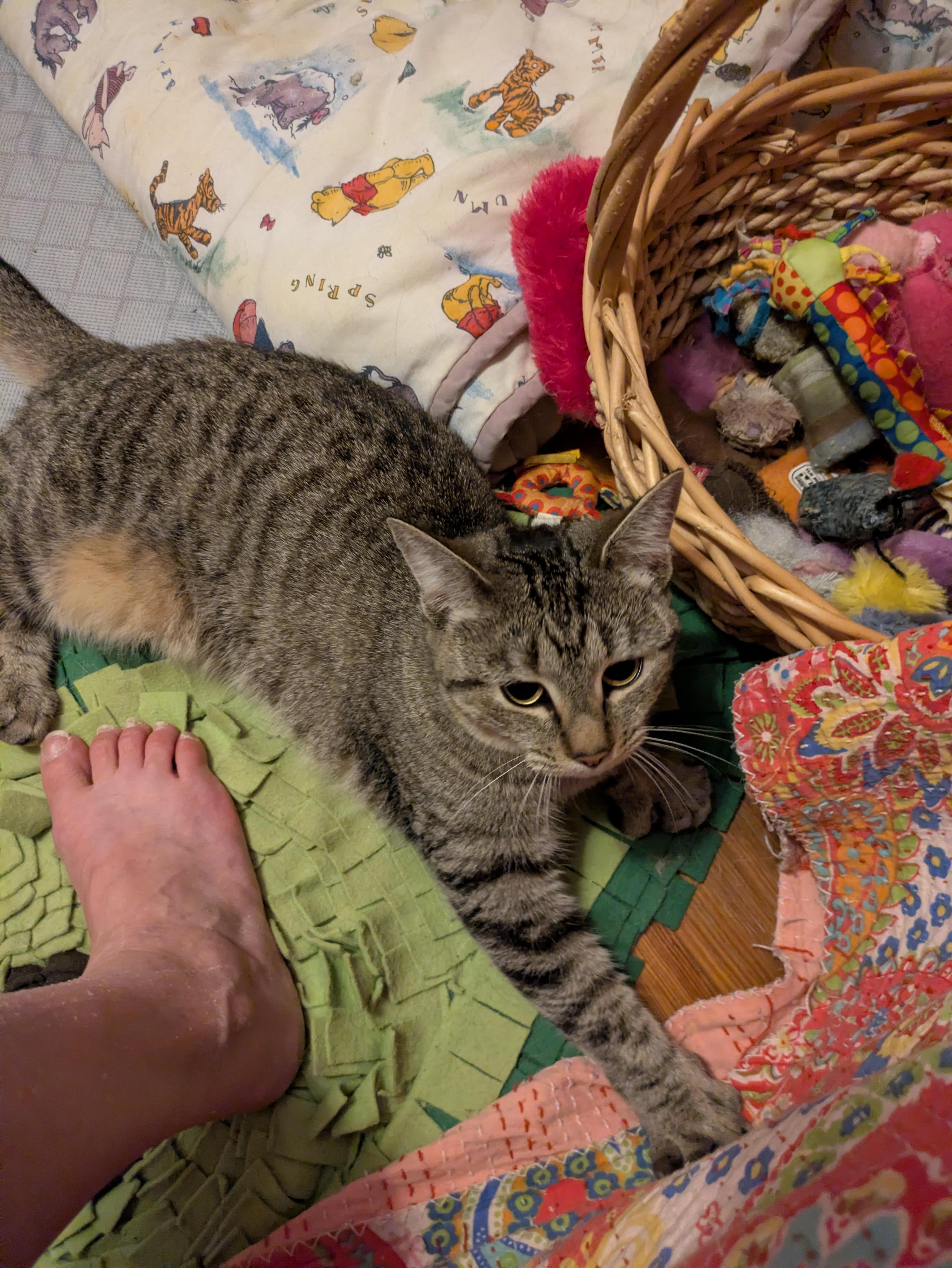 Enlarge Princess, a ADOPTABLE Domestic Short Hair in Melrose, MA image 4/6