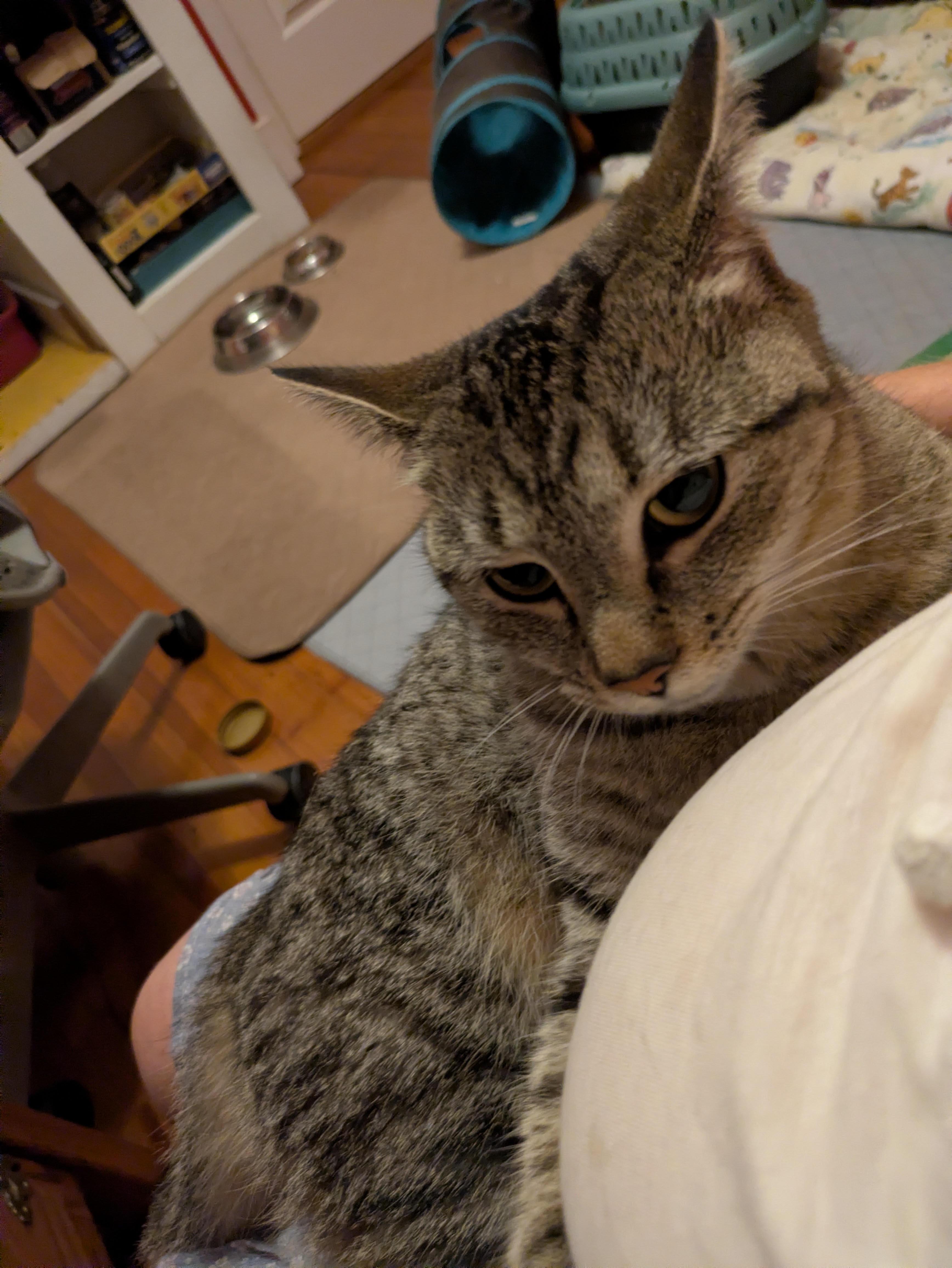 Enlarge Princess, a ADOPTABLE Domestic Short Hair in Melrose, MA image 6/6