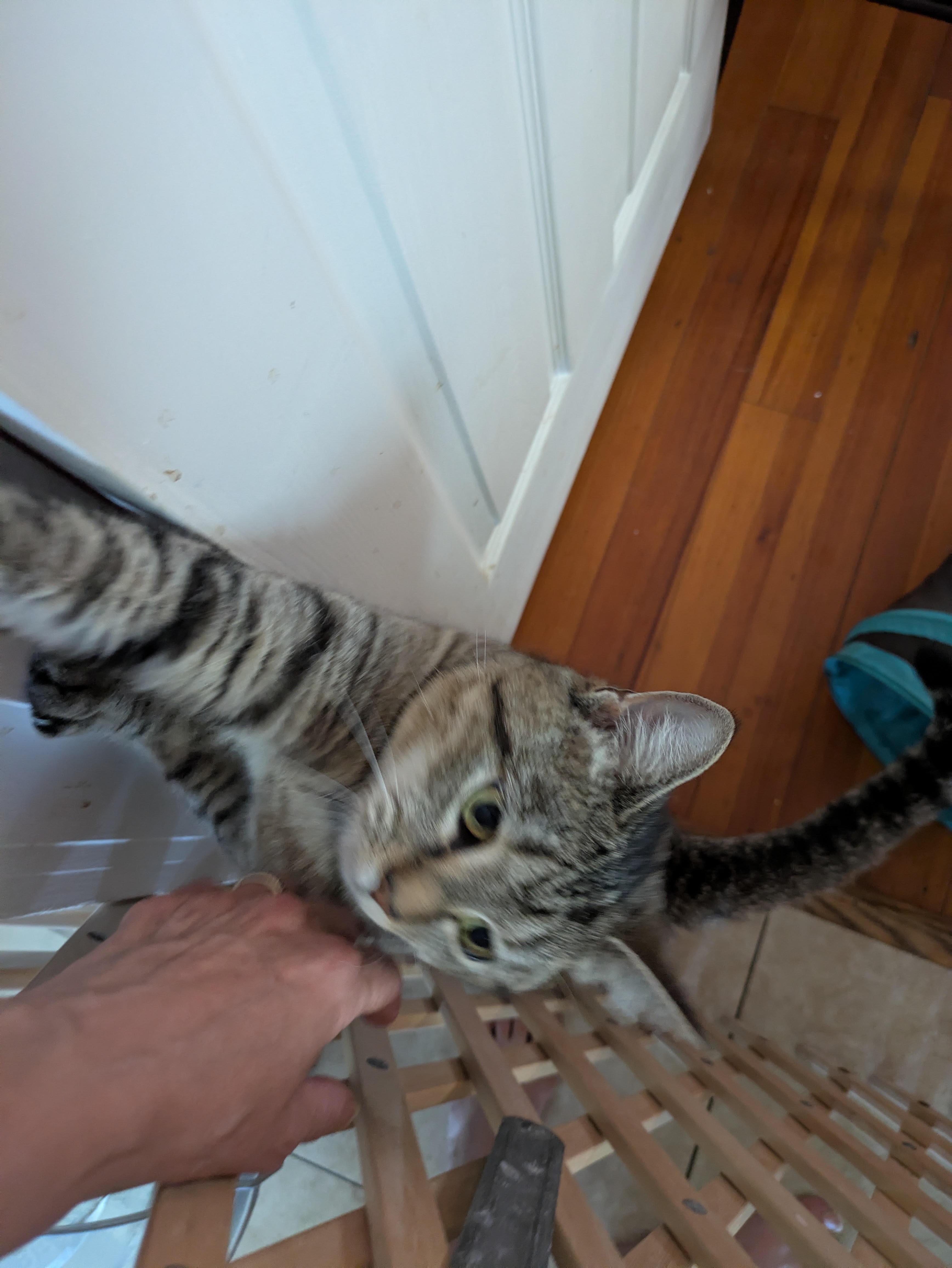 Enlarge Princess, a ADOPTABLE Domestic Short Hair in Melrose, MA image 3/6