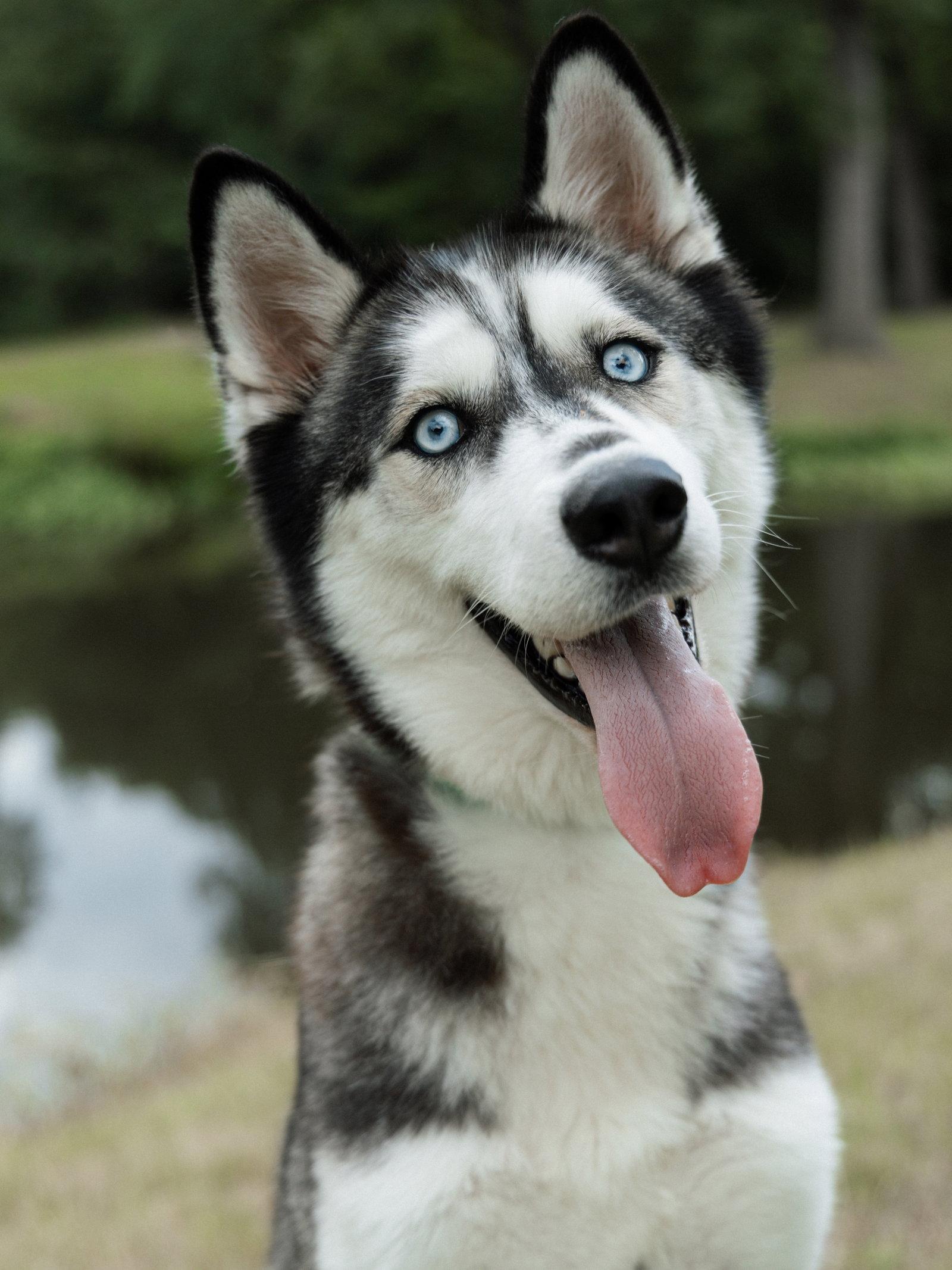 Adriana *Foster Needed*, Adoptable, Young Female Siberian Husky.