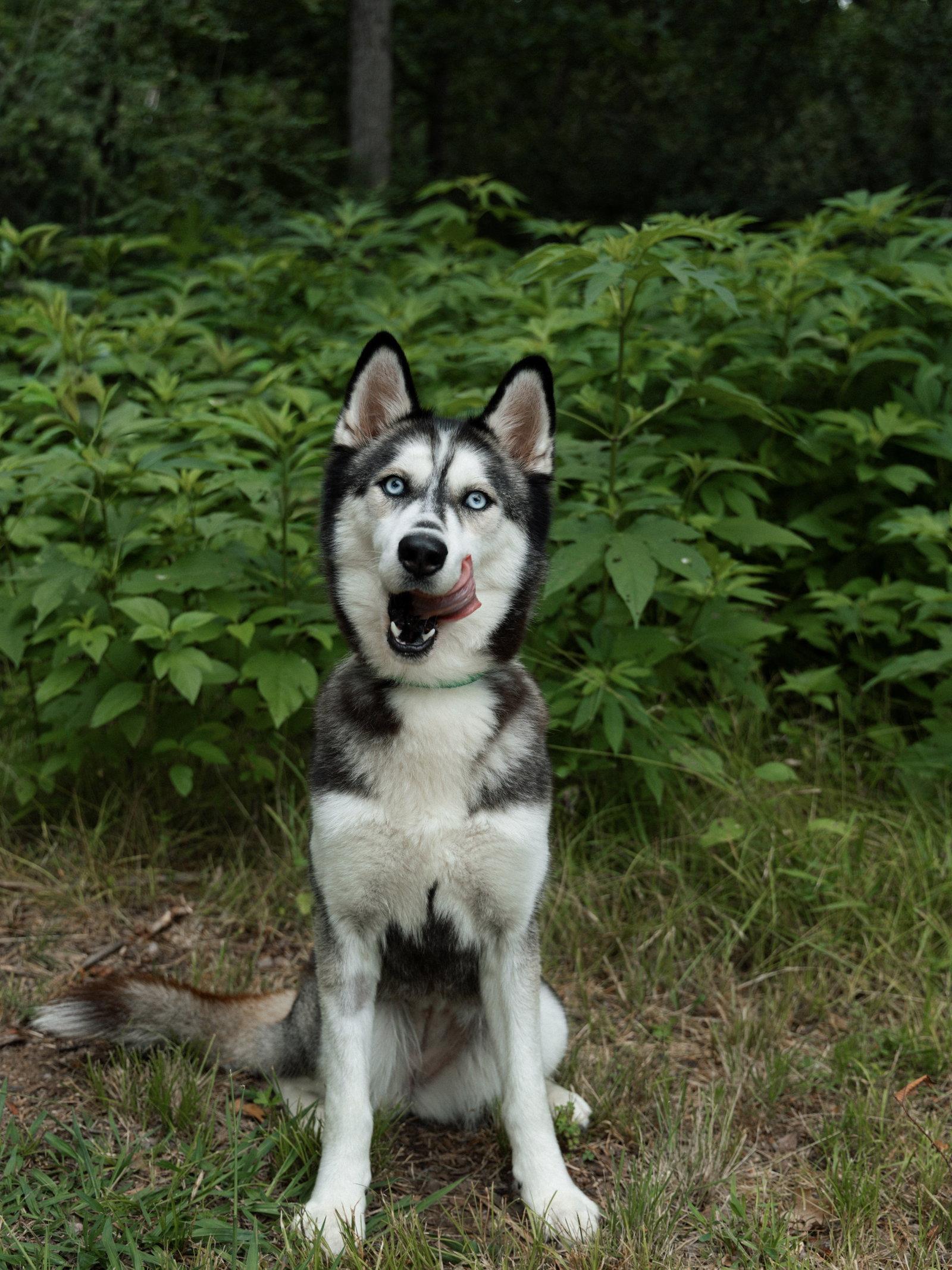 Enlarge Adriana *Foster Needed*, a Adoptable Siberian Husky in Carrollton, TX image 2/3