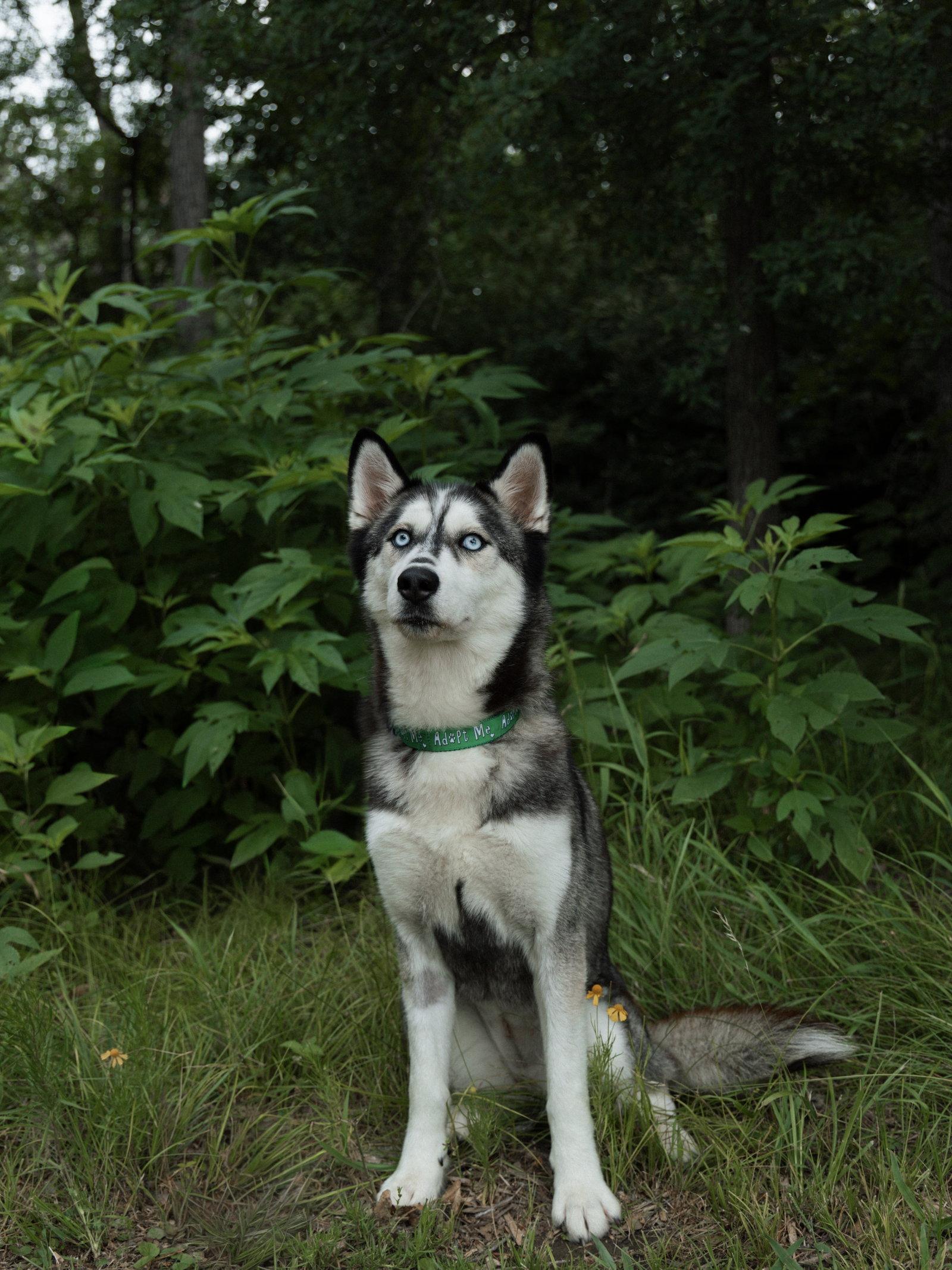 Enlarge Adriana *Foster Needed*, a Adoptable Siberian Husky in Carrollton, TX image 3/3