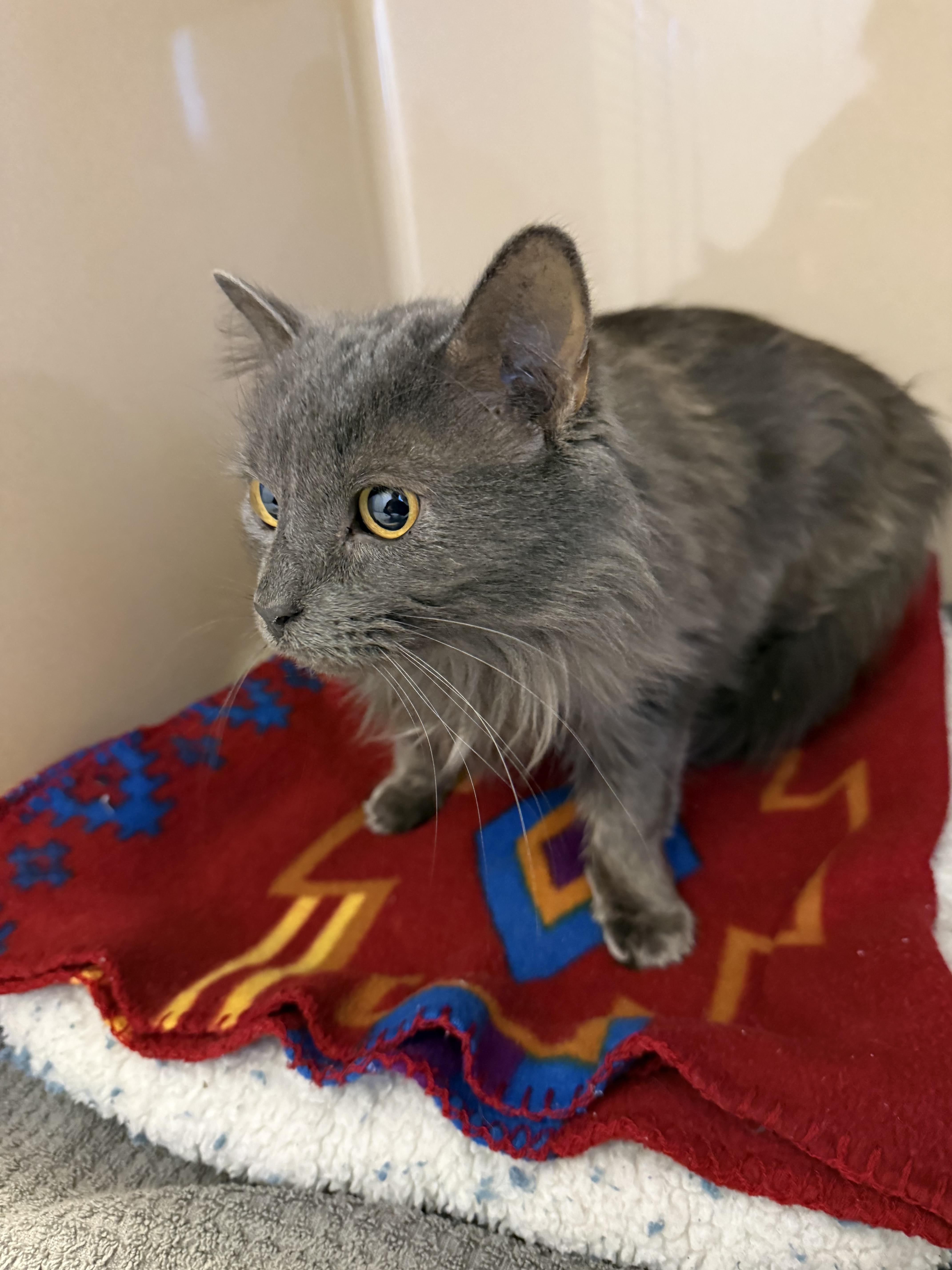 Stray Cat thumbnail 4