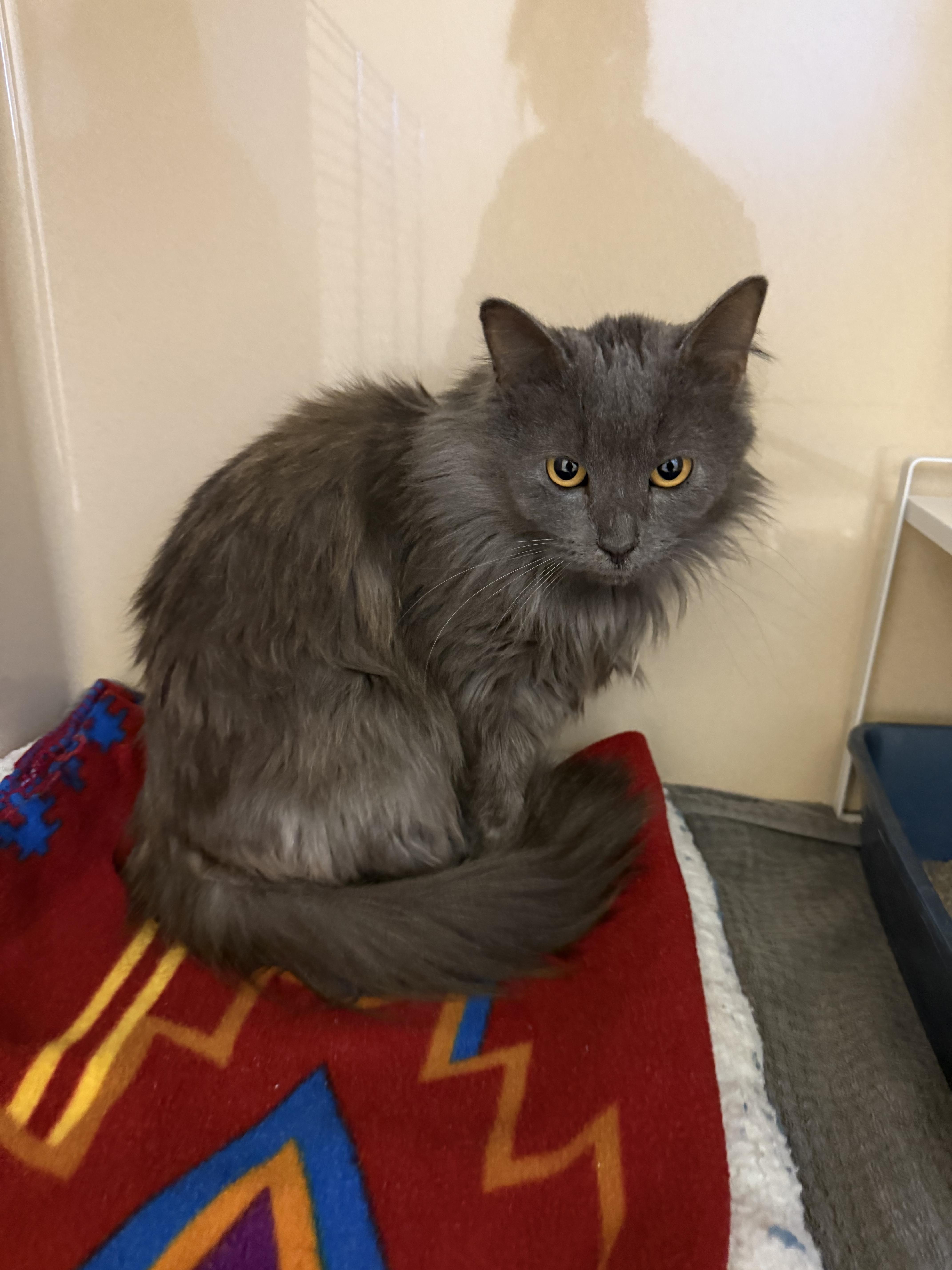 Stray Cat thumbnail 3