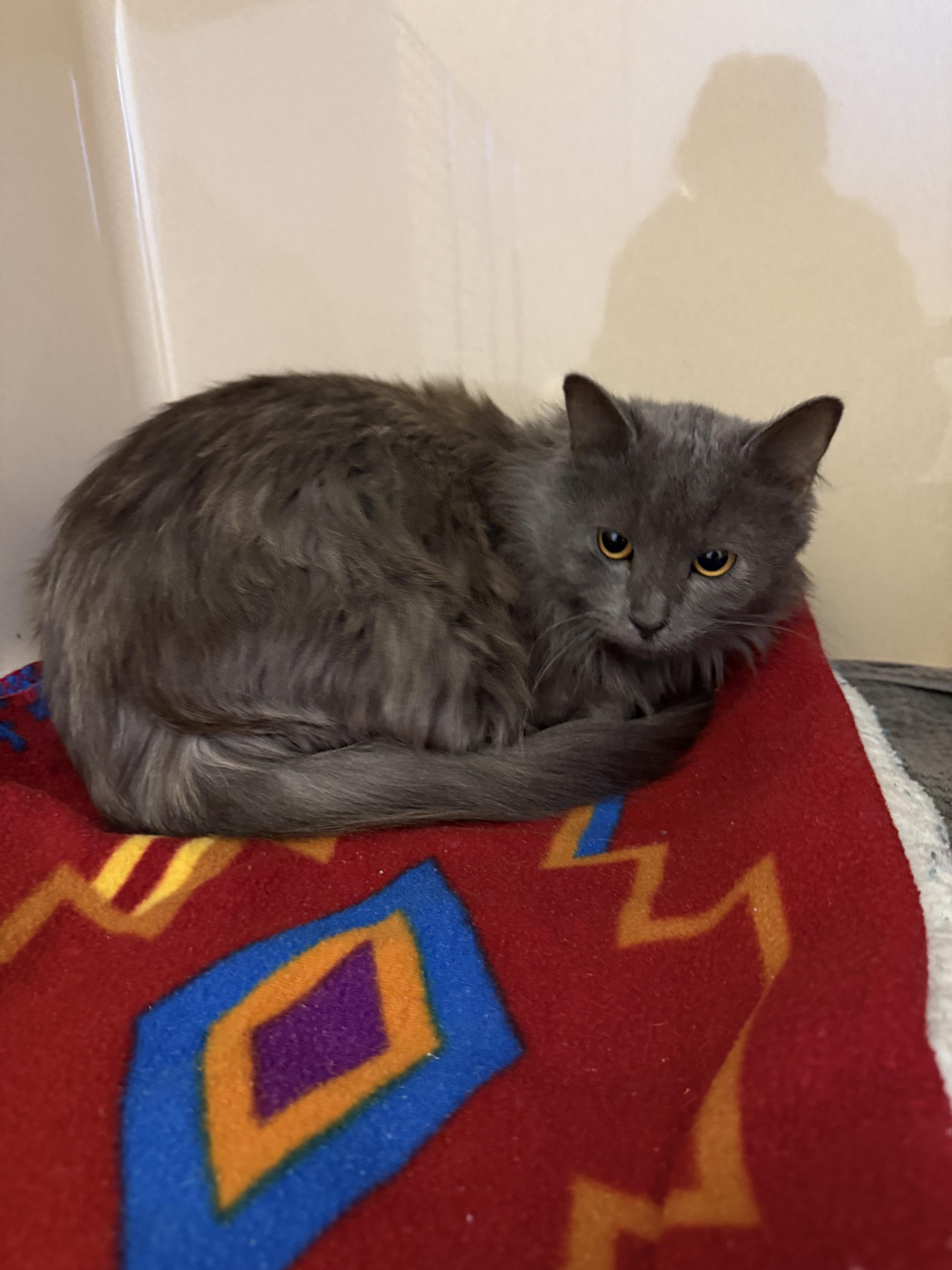 Stray Cat thumbnail 6