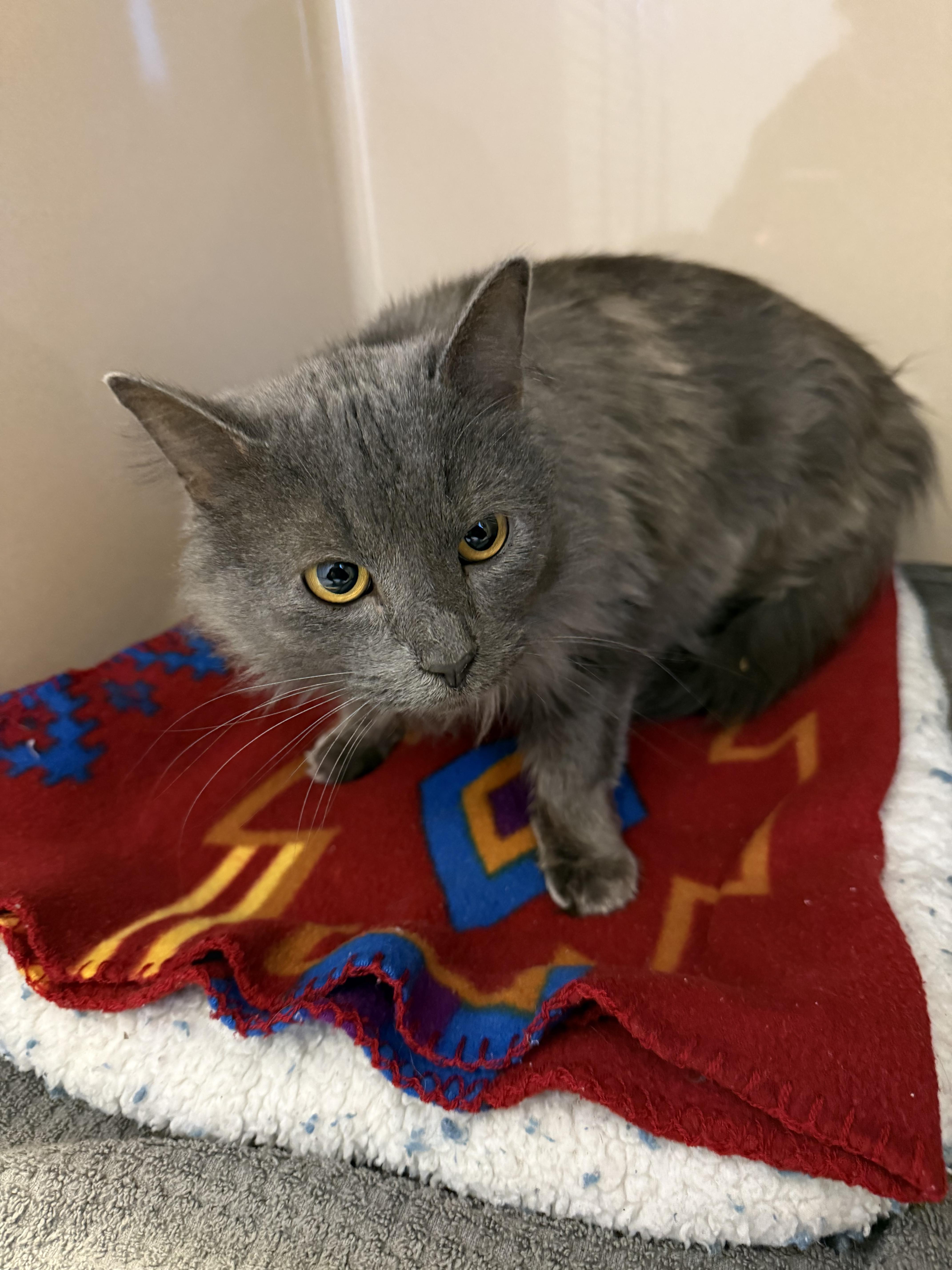 Stray Cat thumbnail 5