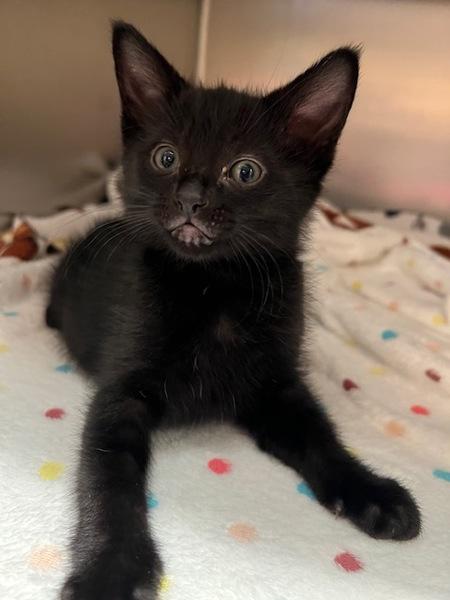 Donner, Adoptable, Kitten Male Domestic Short Hair.