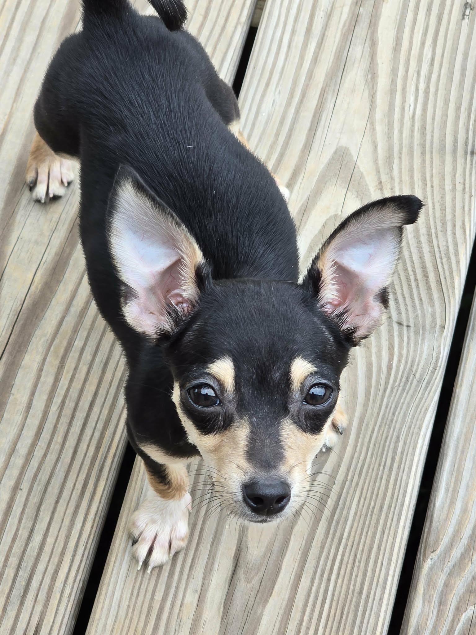 Lola, Adoptable, Puppy Female Chihuahua.