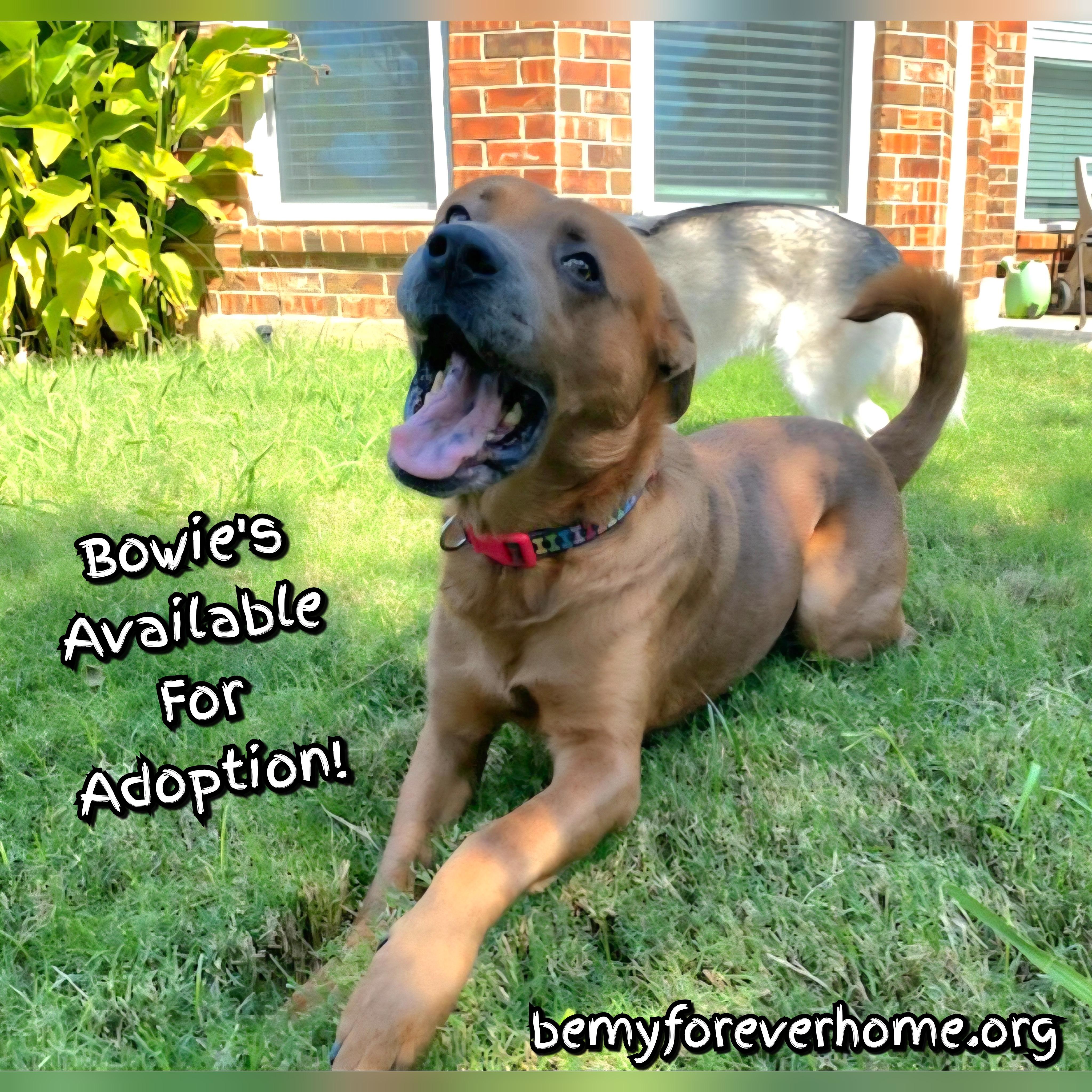 Enlarge Bowie, a Adoptable mixed breed in Plano, TX image 1/5