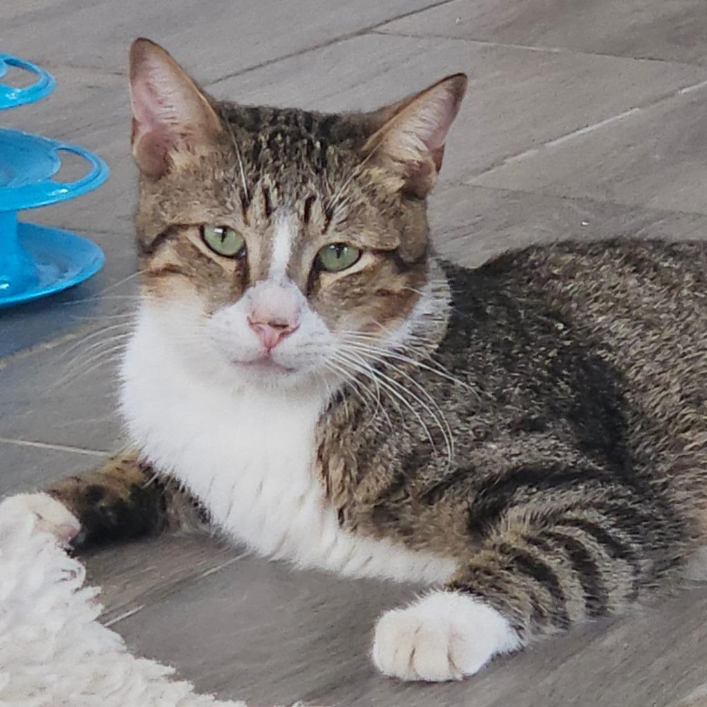 Enlarge Rocky Furrboa, a Adoptable mixed breed in Corral del Risco, NAY image 1/4