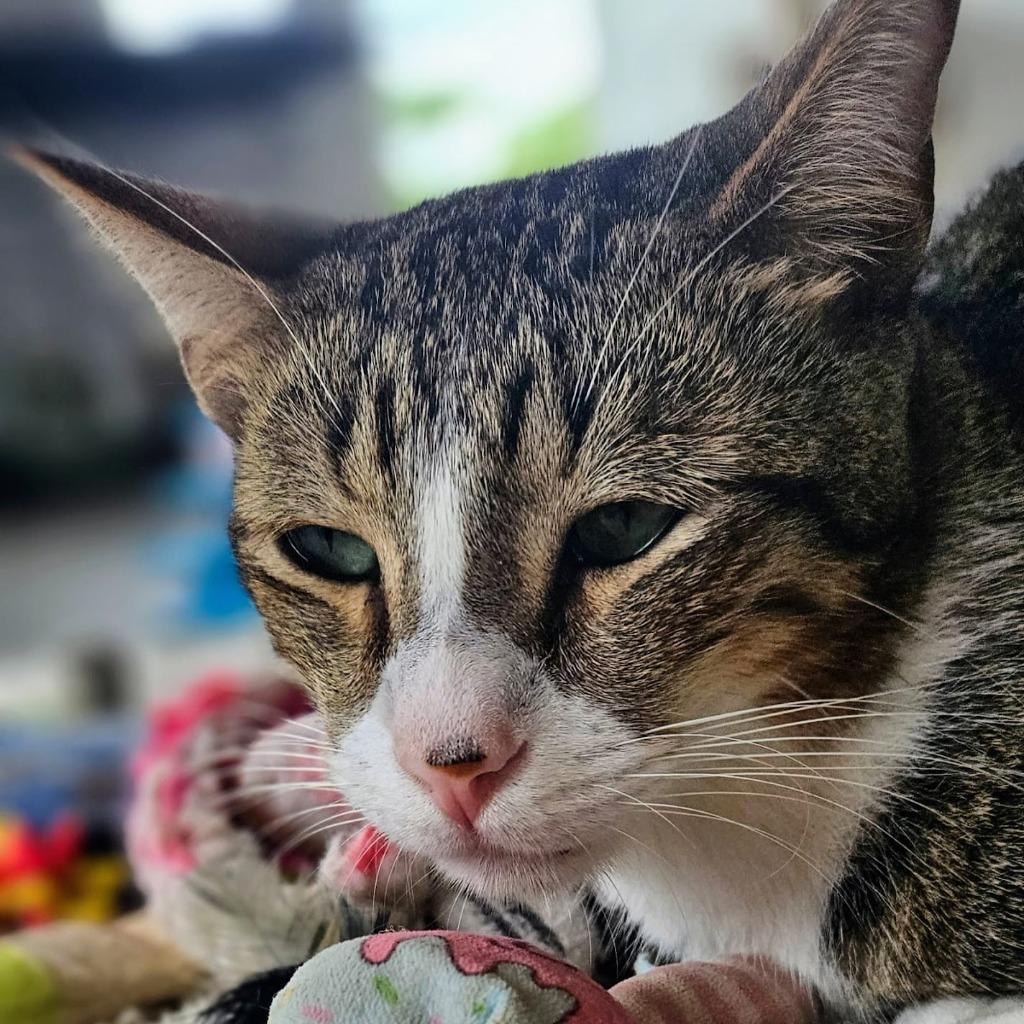 Rocky Furrboa — thumbnail 3