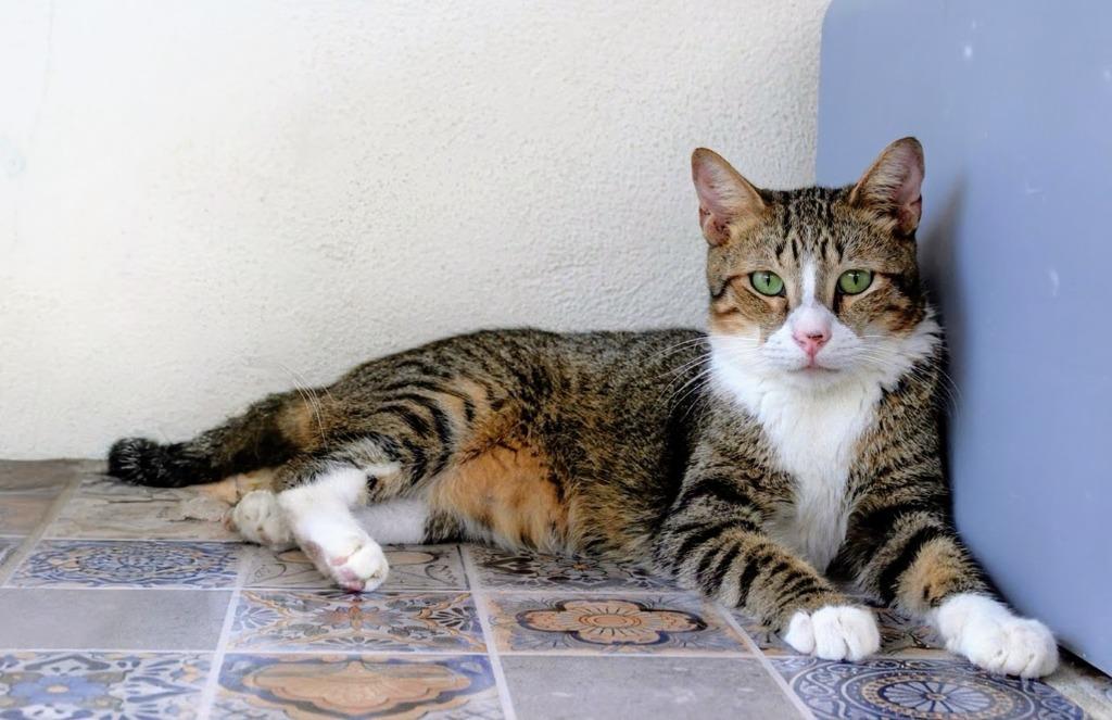 Enlarge Rocky Furrboa, a Adoptable mixed breed in Corral del Risco, NAY image 4/4