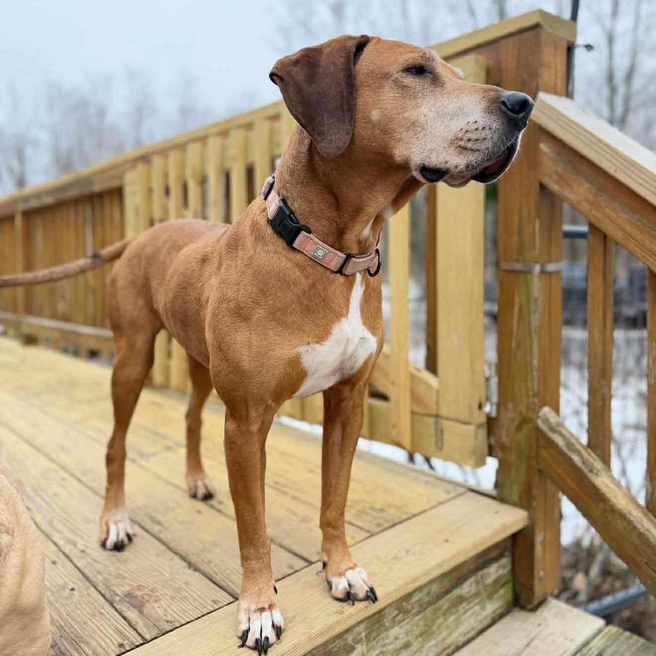 Enlarge Sweetheart, a Adoptable mixed breed in Argyle, NY image 2/6