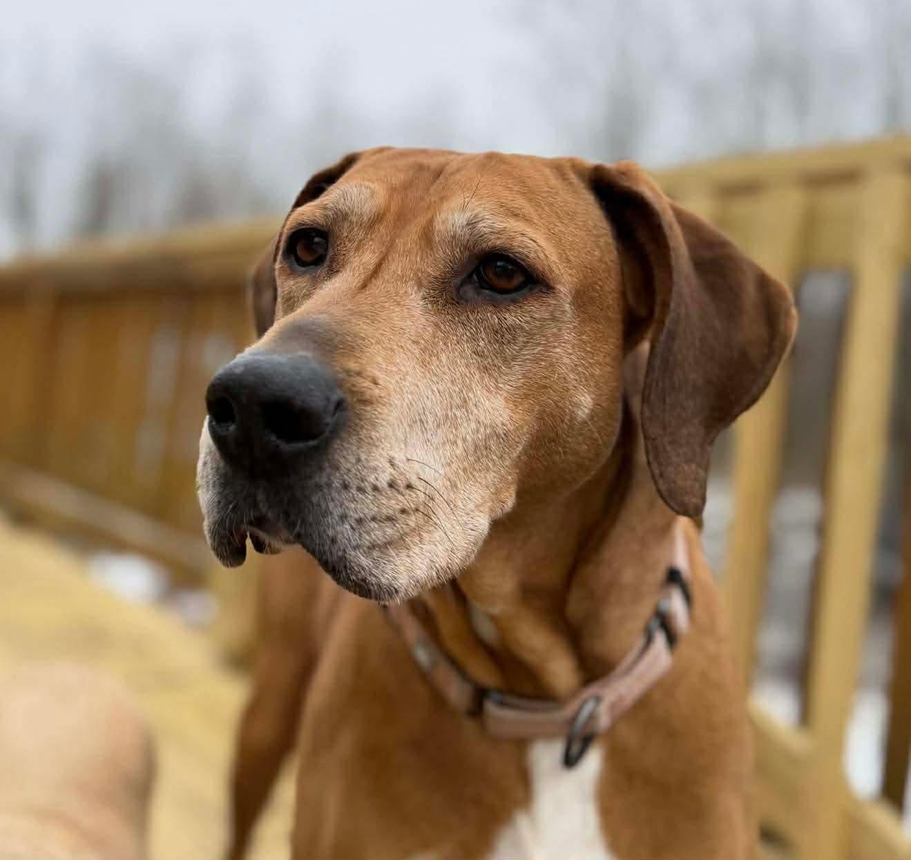 Enlarge Sweetheart, a Adoptable mixed breed in Argyle, NY image 1/6