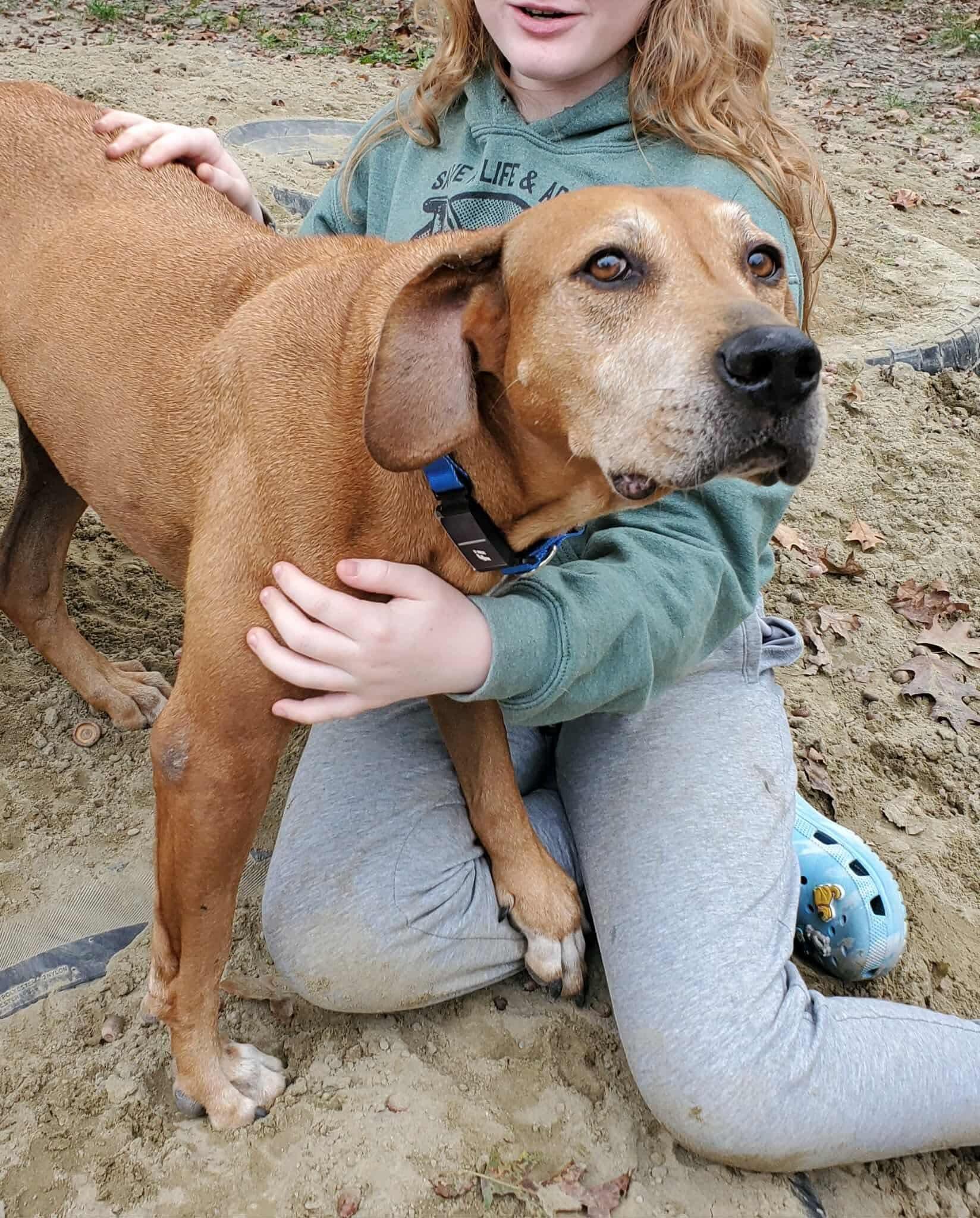 Enlarge Sweetheart, a Adoptable mixed breed in Argyle, NY image 4/6