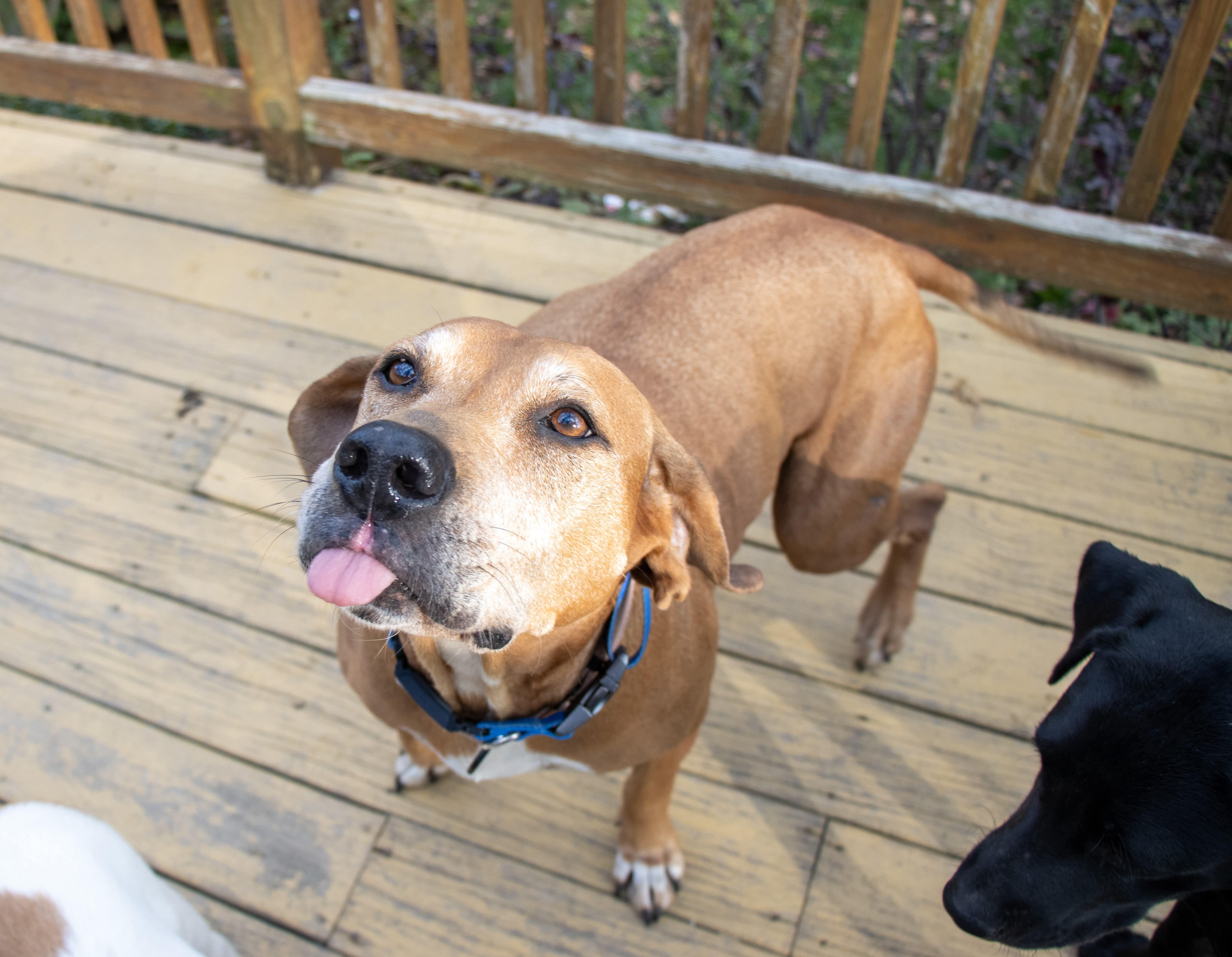 Enlarge Sweetheart, a Adoptable mixed breed in Argyle, NY image 2/6