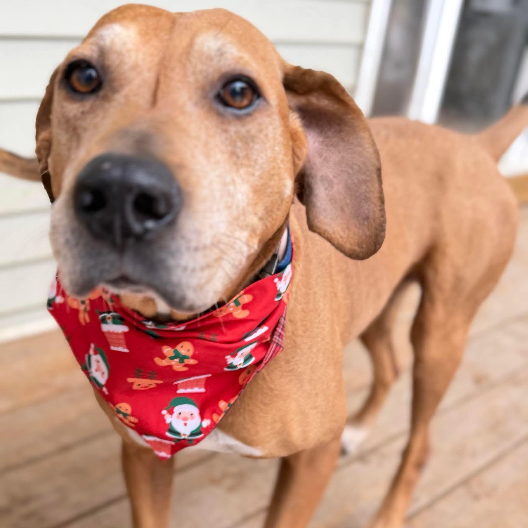 Sweetheart, Adoptable, Adult Female Hound.
