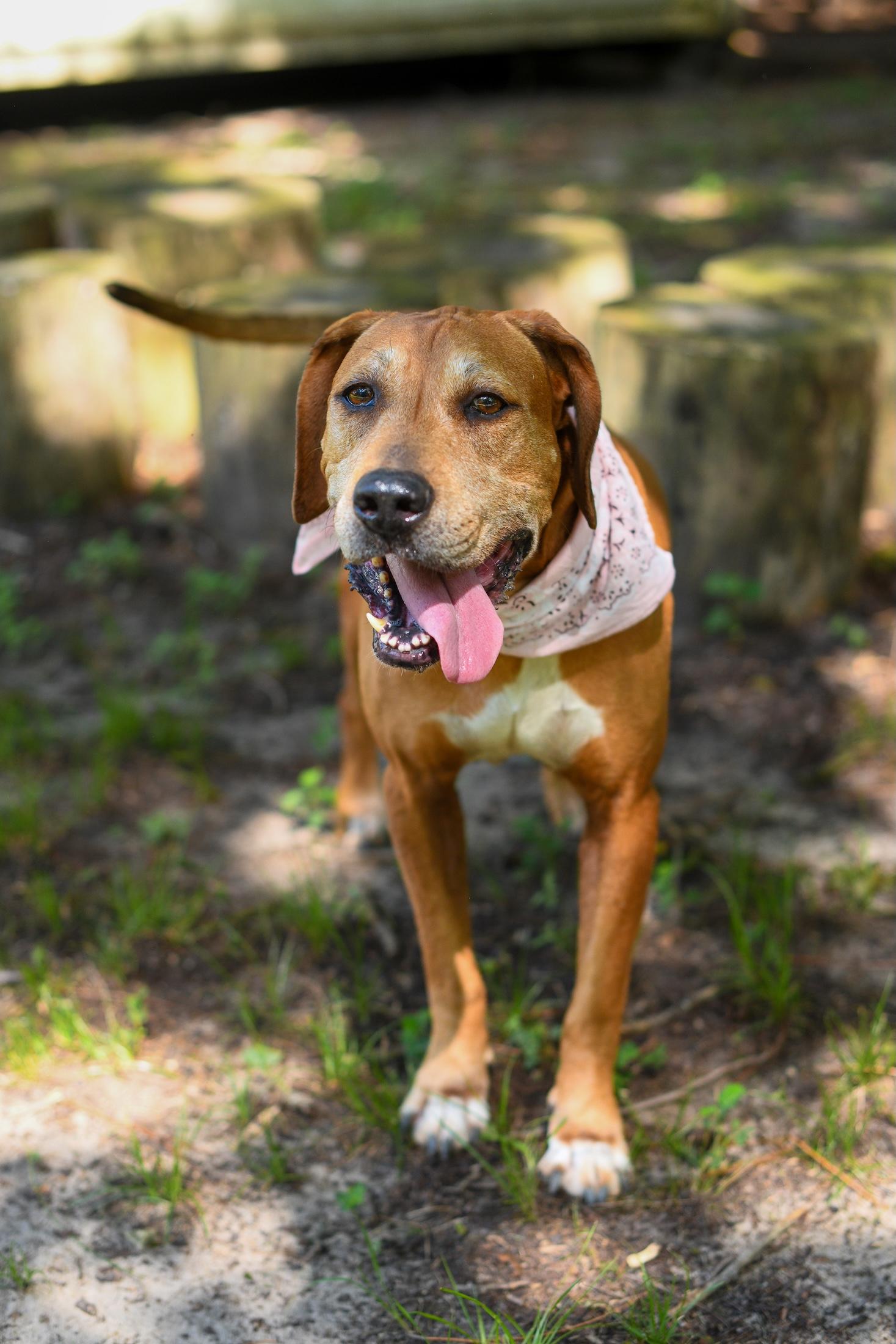 Sweetheart thumbnail 3