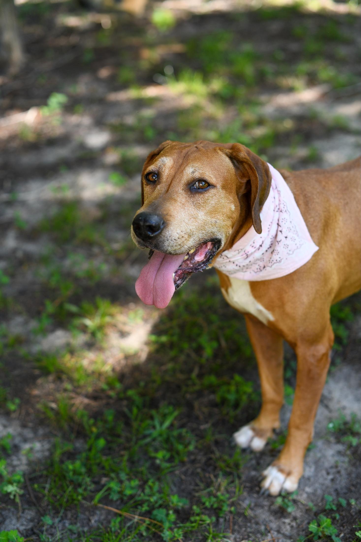 Enlarge Sweetheart, a Adoptable mixed breed in Argyle, NY image 5/6