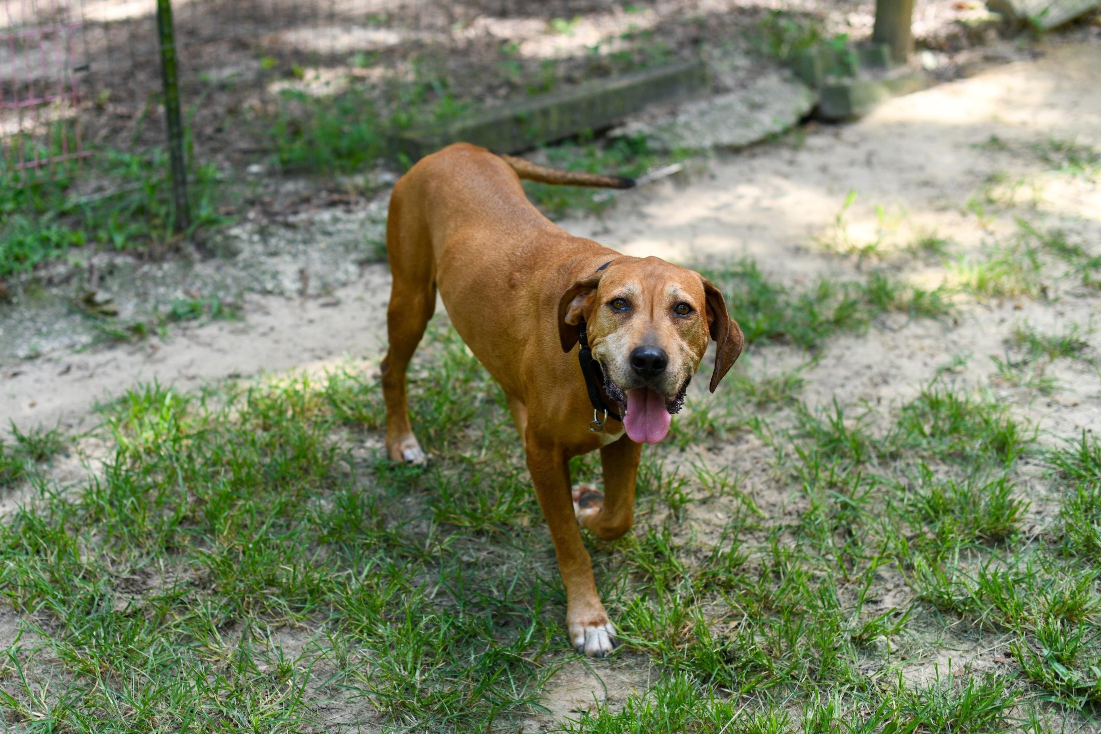 Enlarge Sweetheart, a Adoptable mixed breed in Argyle, NY image 6/6