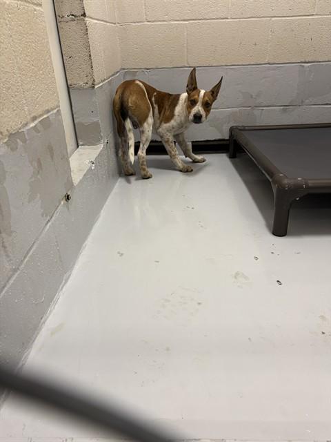 PRESLEY, Adoptable, Young Male Mixed Breed.