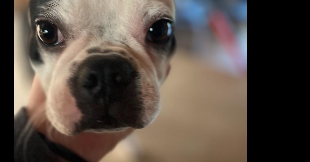Serenity Lee-4744-Hayesville, NC, Adoptable, Young Female Boston Terrier.