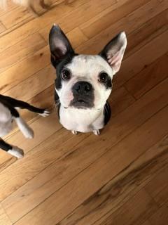 Enlarge Serenity Lee-4744-Hayesville, NC, a Adoptable Boston Terrier in Maryville, TN image 2/3