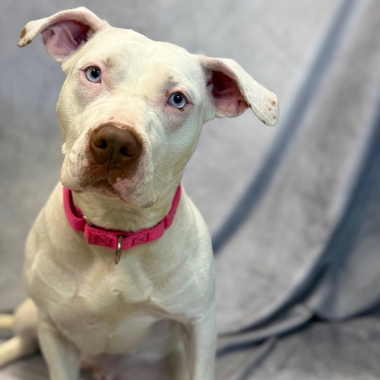 Star, Adoptable, Young Female Mixed Breed.