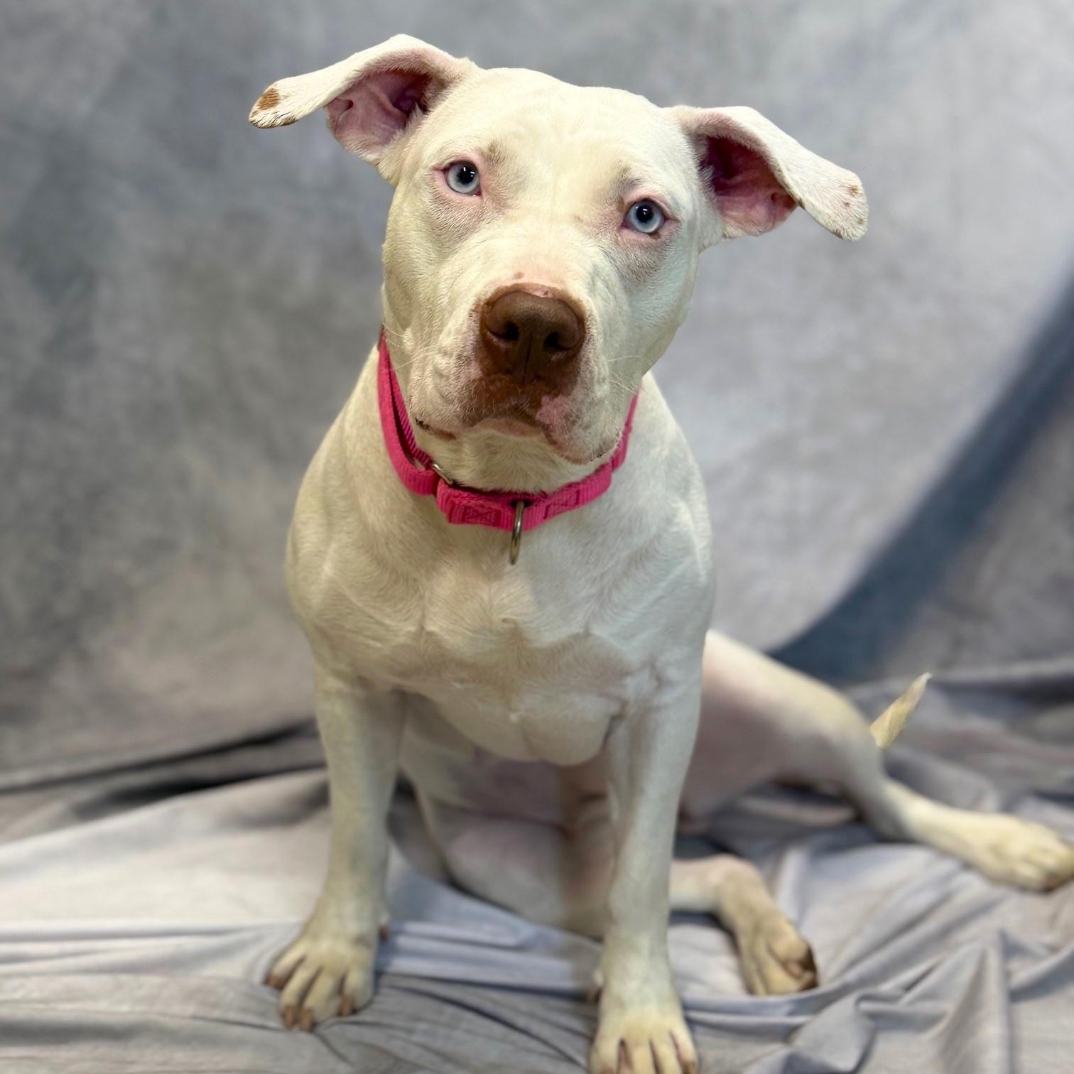 Star, a Adoptable Mixed Breed in Brookhaven, NY image 4/4