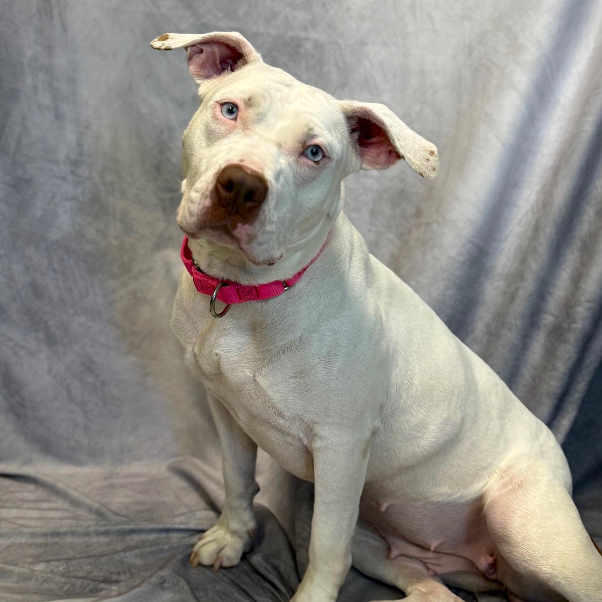 Star, Adoptable, Young Female Mixed Breed.