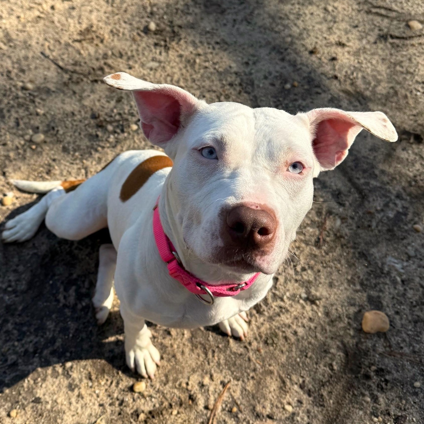 Star, a Adoptable Mixed Breed in Brookhaven, NY image 2/4