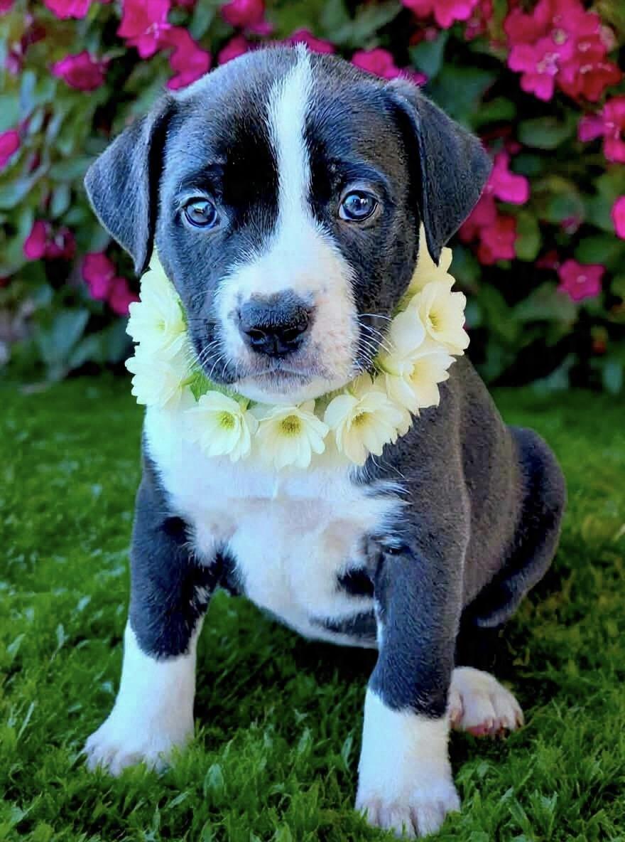 Beans, adopted, Puppy Female American Staffordshire Terrier & Staffordshire Bull Terrier.