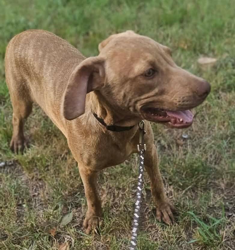 Delphine, a ADOPTABLE Mixed Breed in Northwood, NH image 4/4
