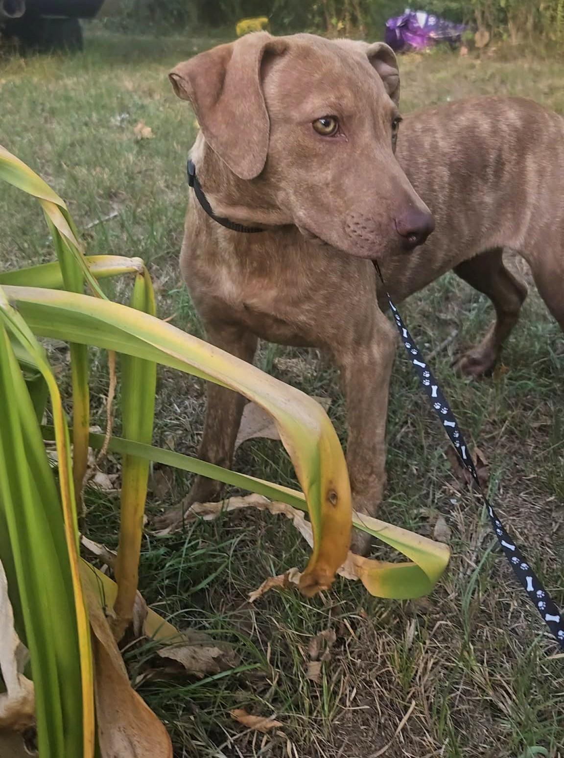 Delphine, a ADOPTABLE Mixed Breed in Northwood, NH image 3/4