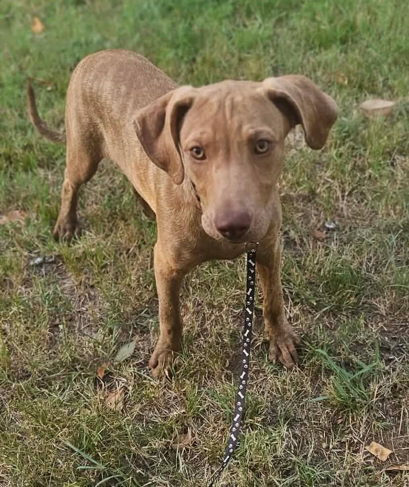 Delphine, ADOPTABLE, Puppy Female Mixed Breed.