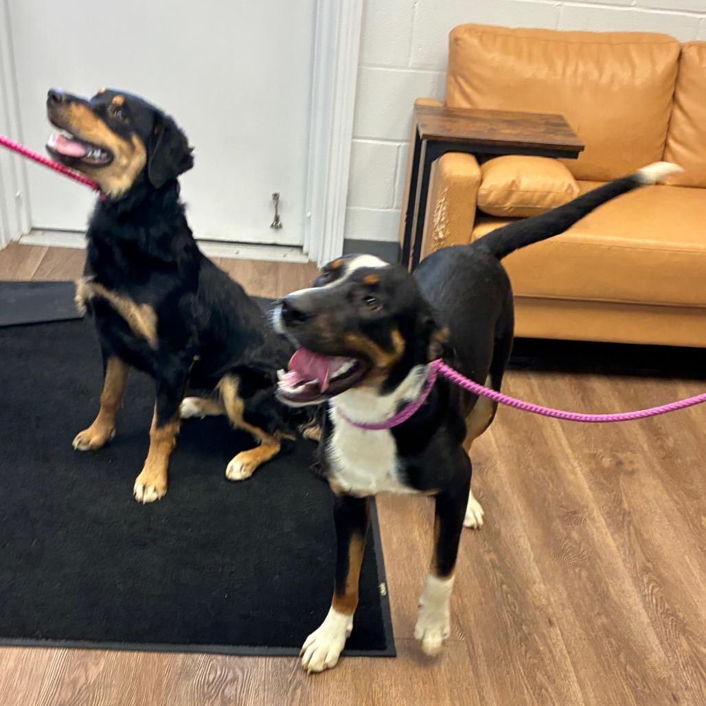 Nova, Adoptable, Young Female Australian Shepherd & Labrador Retriever.