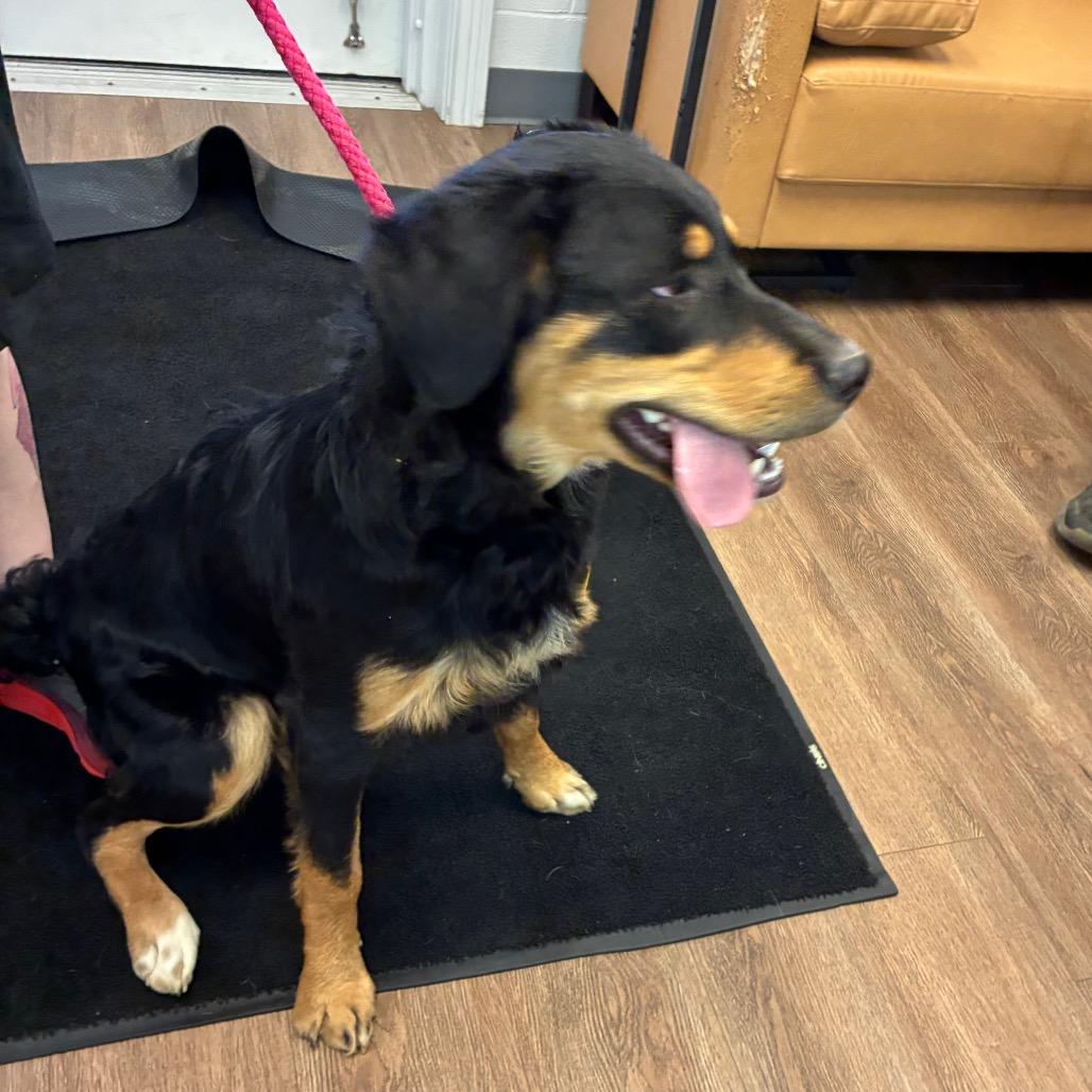 Nova, a Adoptable mixed breed in Morganfield, KY image 2/6