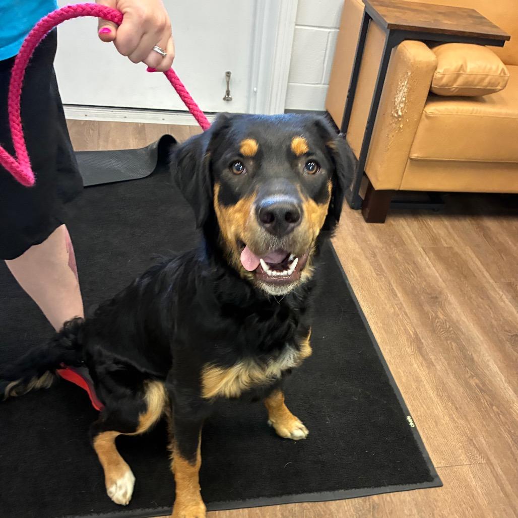 Nova, a Adoptable mixed breed in Morganfield, KY image 4/6