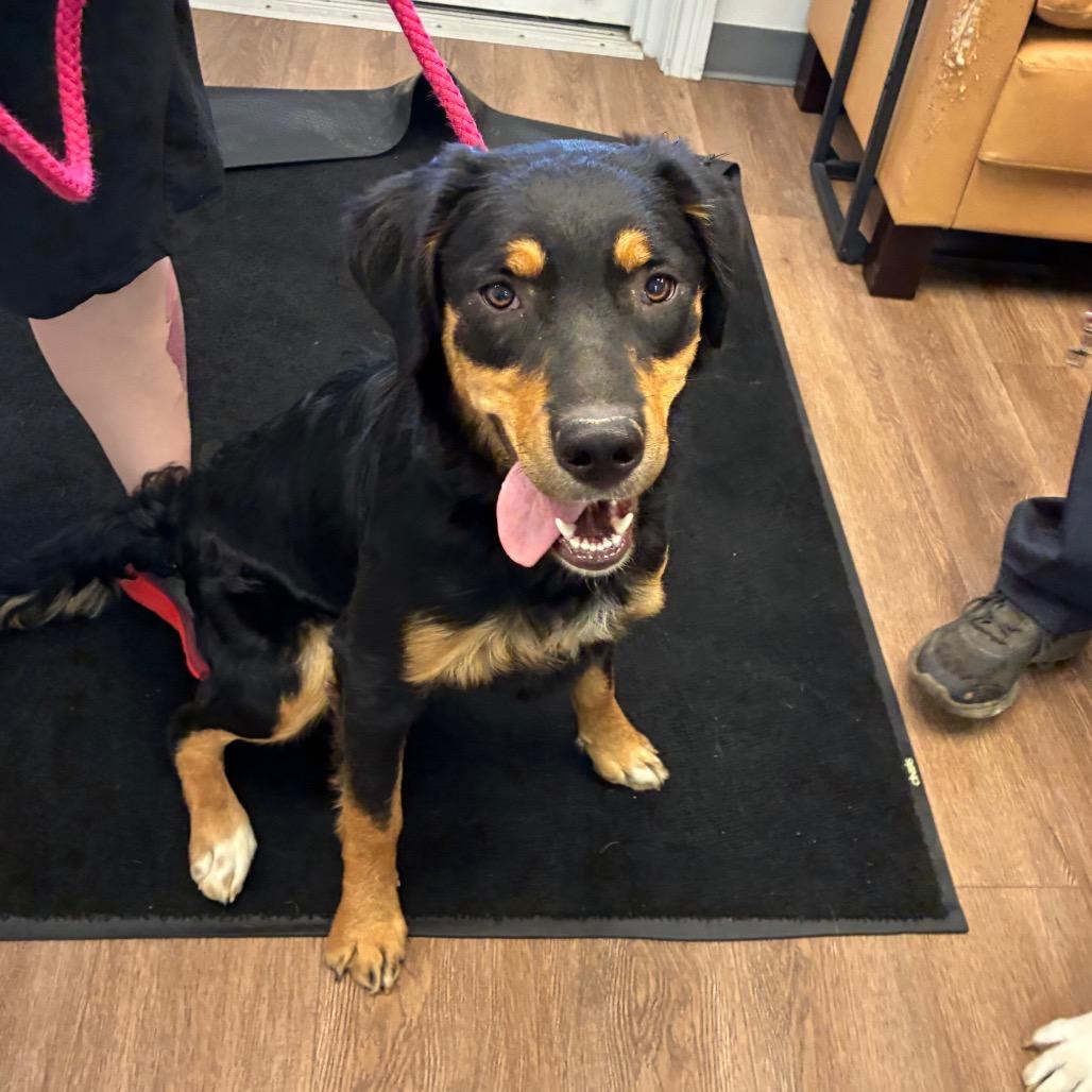 Nova, a Adoptable mixed breed in Morganfield, KY image 5/6