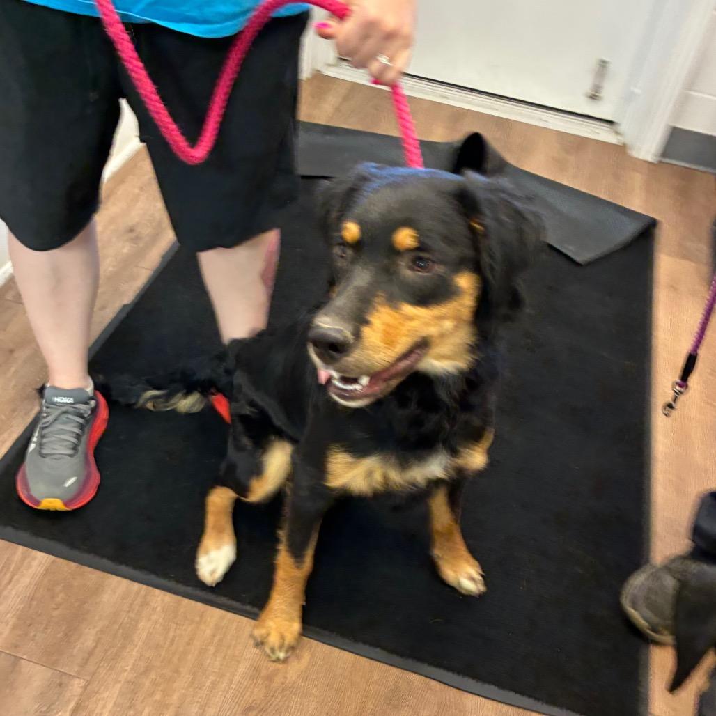 Nova, a Adoptable mixed breed in Morganfield, KY image 6/6
