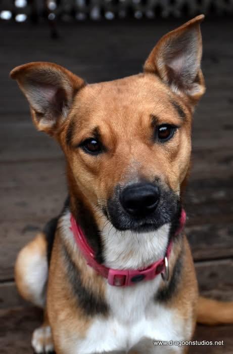 Enlarge Rocky, small medium, 9 mos, 28 lbs., a ADOPTABLE mixed breed in Spokane, WA image 1/2