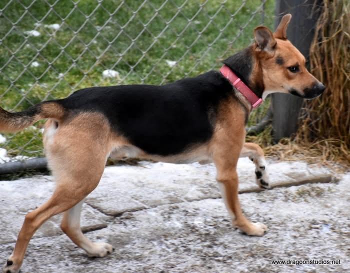 Enlarge Rocky, small medium, 9 mos, 28 lbs., a ADOPTABLE mixed breed in Spokane, WA image 2/2