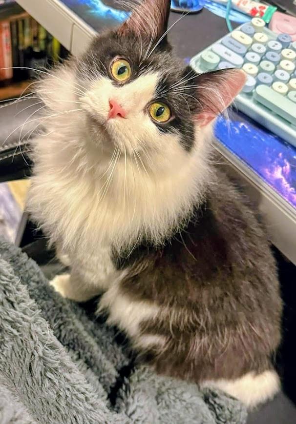 Enlarge Hutchinson (coming soon!), an adopted Domestic Long Hair in Kalamazoo, MI image 3/3