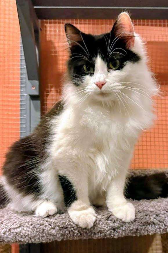 Enlarge Hutchinson (coming soon!), an adopted Domestic Long Hair in Kalamazoo, MI image 2/3