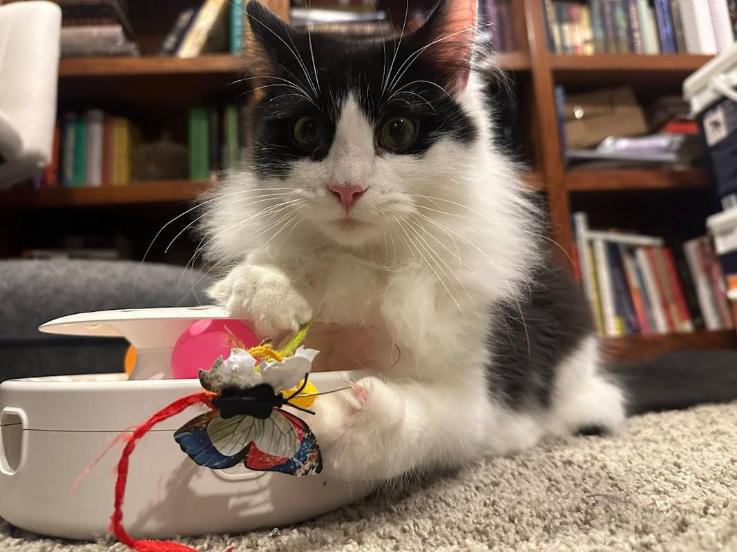 Enlarge Hutchinson (coming soon!), an adopted Domestic Long Hair in Kalamazoo, MI image 1/3