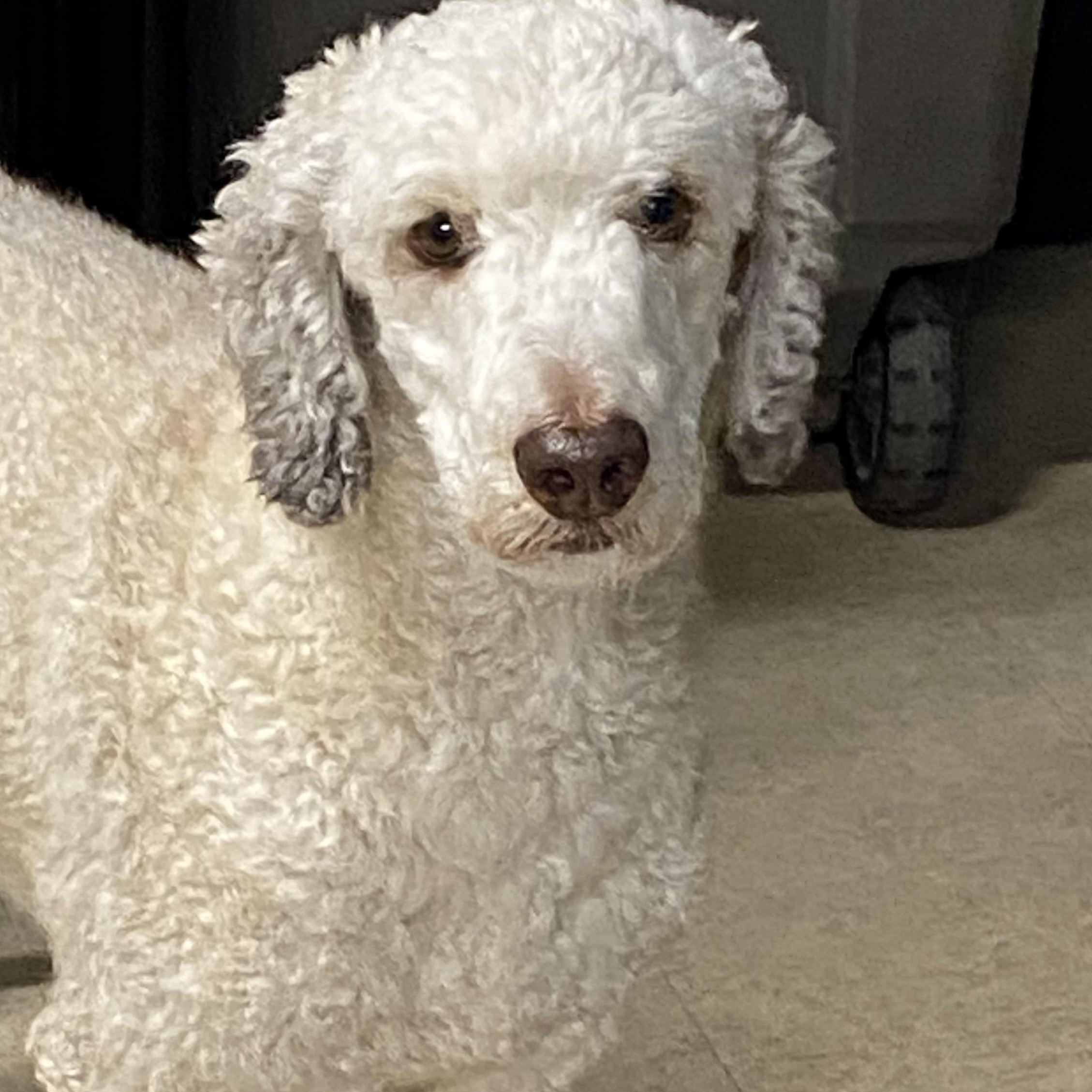Enlarge Dijon, a Adopted Standard Poodle in Glocester, RI image 1/2