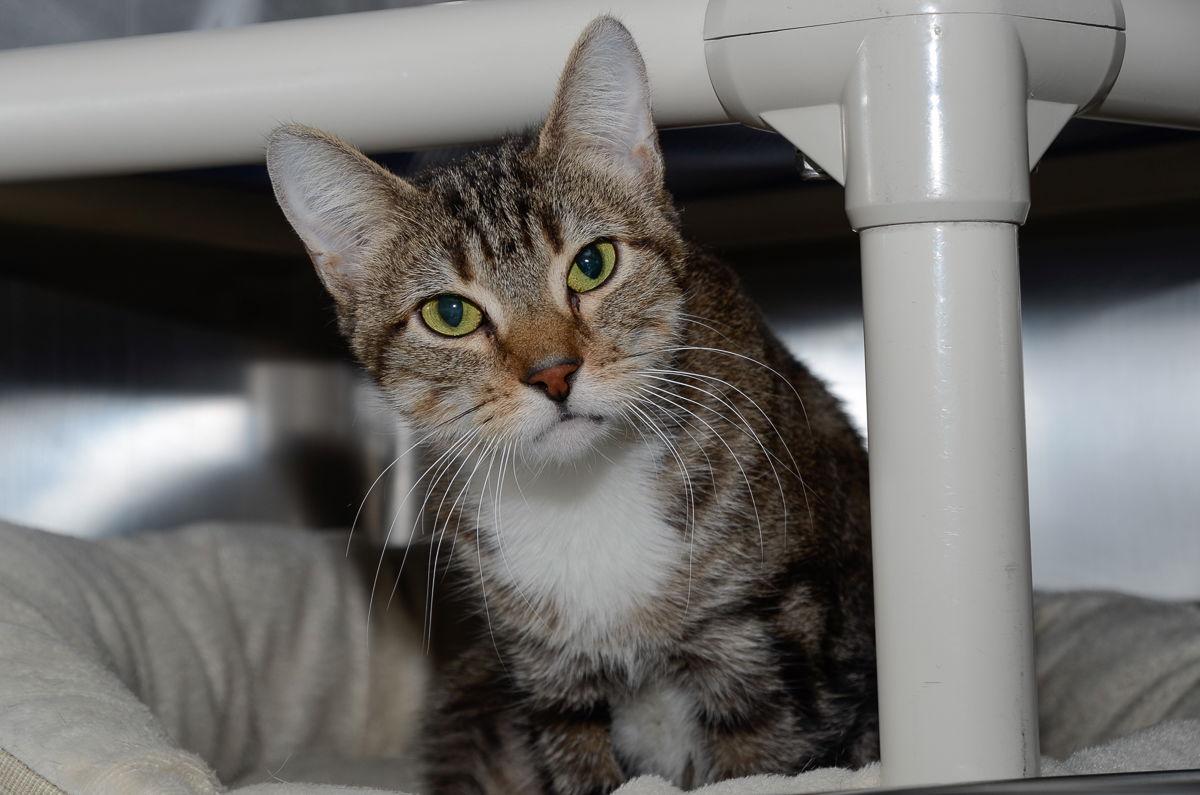 Peanut, Adopted, Adult Female Domestic Short Hair.
