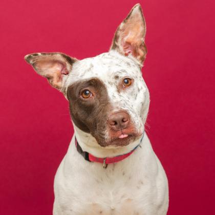 Lily — thumbnail 2