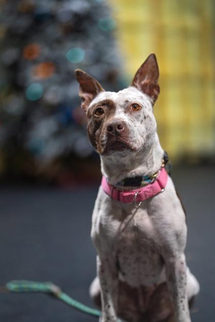 Lily — thumbnail 3